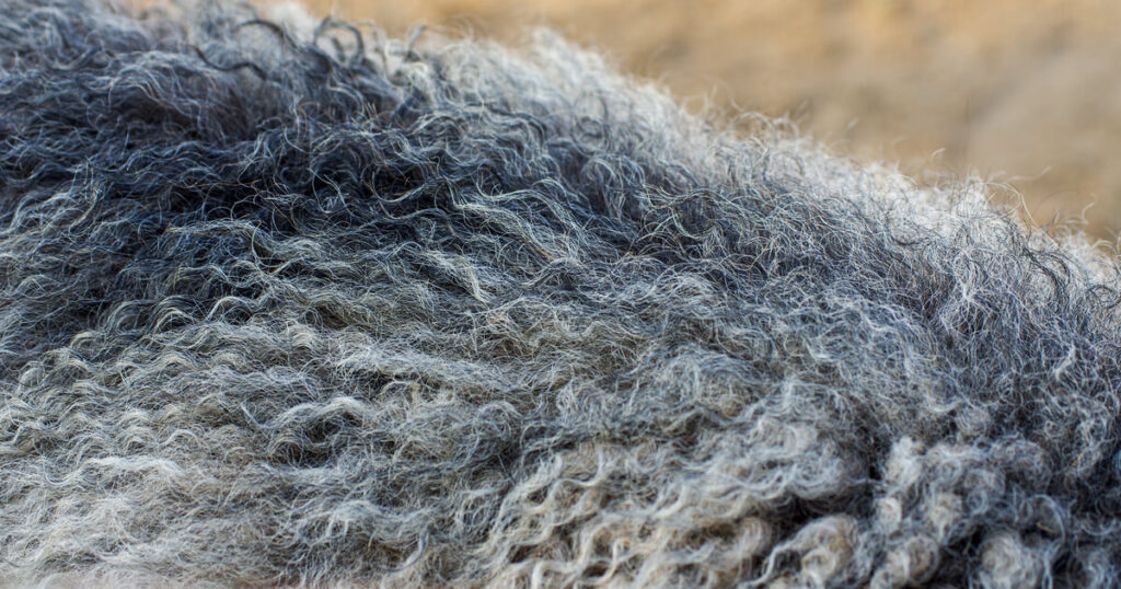 ผ้าวูล คือ